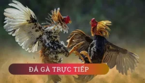 Hướng Dẫn Cách Chơi Đá Gà GA28 Tại FB68 Hiệu Quả Nhất